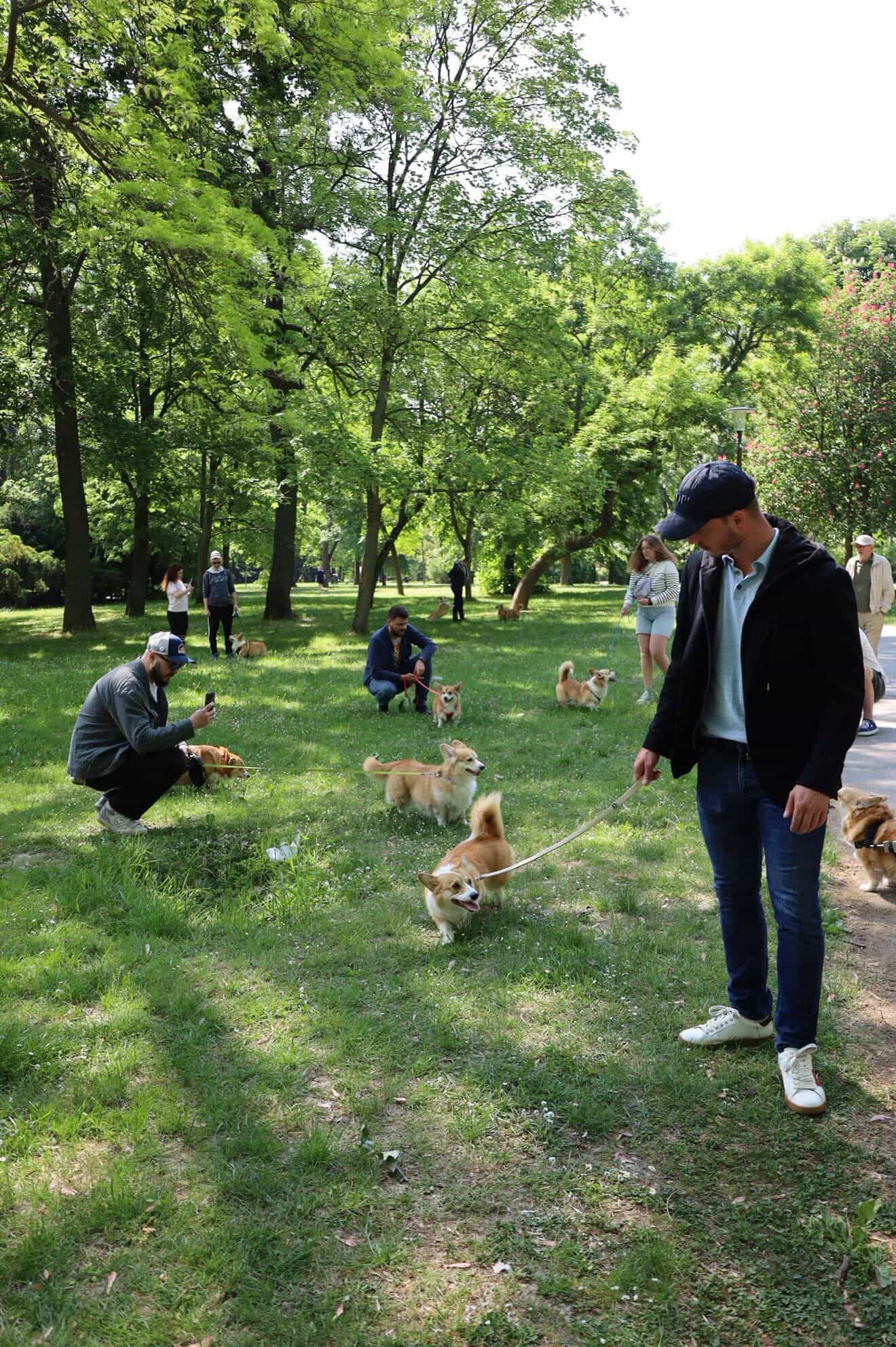 corgi meet up 21